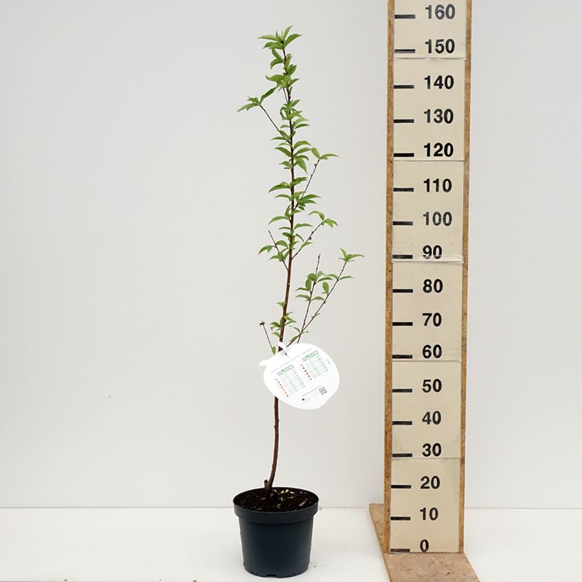 Example of Pêcher Reine des Vergers  Pot de 7,5L/10L, Gobelet as you get in printemps