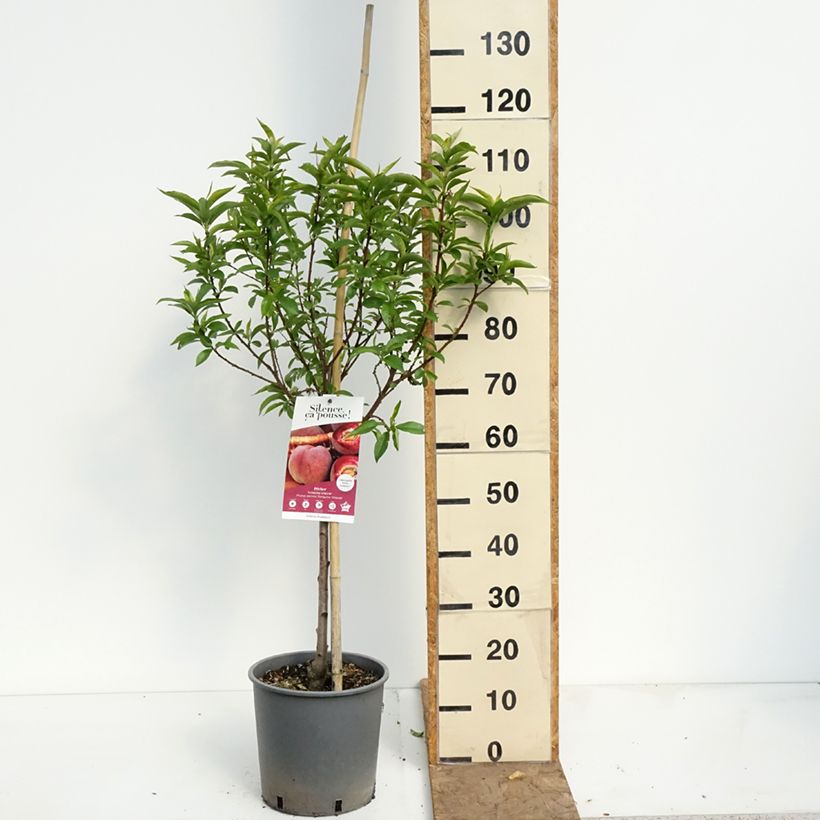 Spécimen de Pêcher Sanguine vineuse Pot de 7,5L/10L, Gobelet tel que livré au printemps