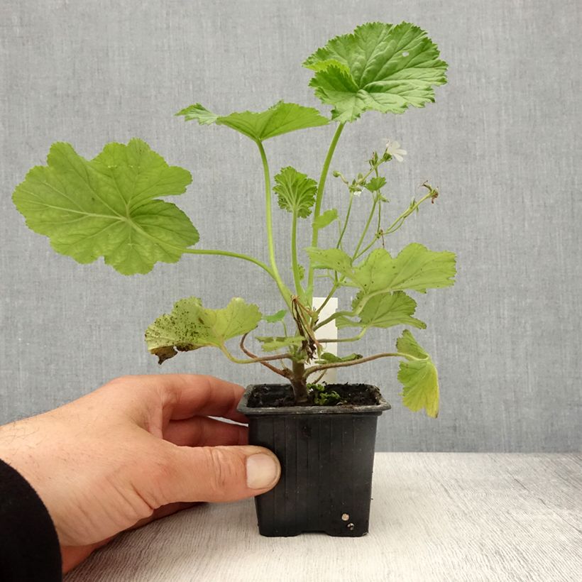 Spécimen de Pelargonium album - Géranium botanique parfumé Godet de 8/9 cm tel que livré au printemps