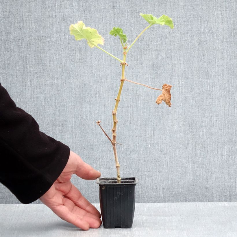 Example of Pelargonium Atomic Snowflake - Géranium odorant au parfum de rose et citron Godet de 7/8 cm as you get in printemps