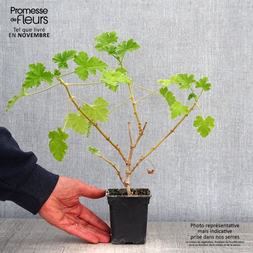 Spécimen de Pelargonium - Géranium parfumé Attar of Roses Godet de 7/8 cm tel que livré en automne