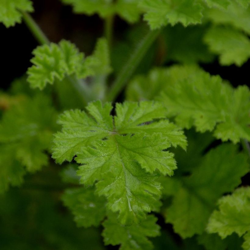 Pelargonium - Géranium parfumé Concolor Lace en pot (Feuillage)