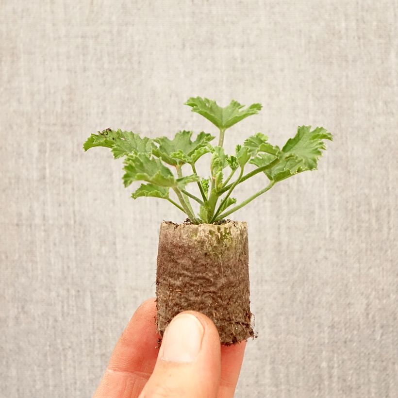 Spécimen de Pelargonium - Géranium parfumé Mosquitaway Louise Mini-mottes Mini-motte Ø 3/4 cm tel que livré au printemps