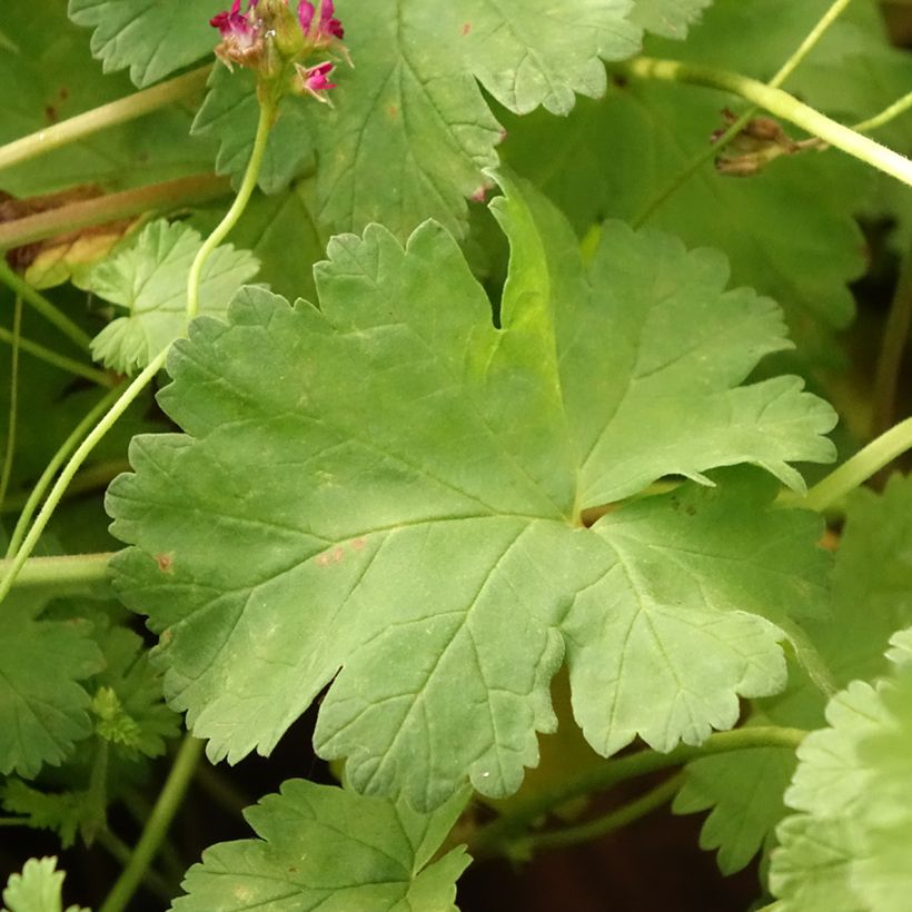 Pelargonium grossularioides - Pélargonium botanique (Feuillage)