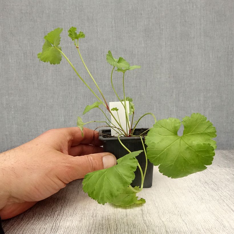 Spécimen de Pelargonium grossularioides - Pélargonium botanique Godet de 8/9 cm tel que livré au printemps