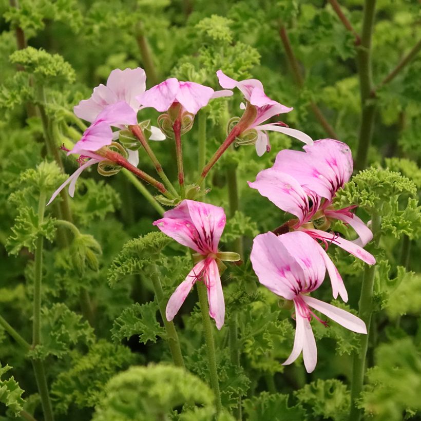 Pelargonium odorant crispum Minor - Géranium parfum citron (Floraison)
