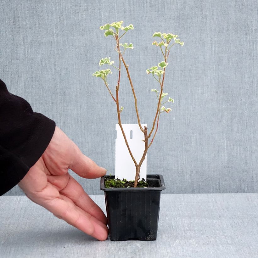 Spécimen de Pélargonium odorant crispum Variegatum - Géranium d'odeur panaché au parfum de citron. Godet de 7/8 cm tel que livré au printemps