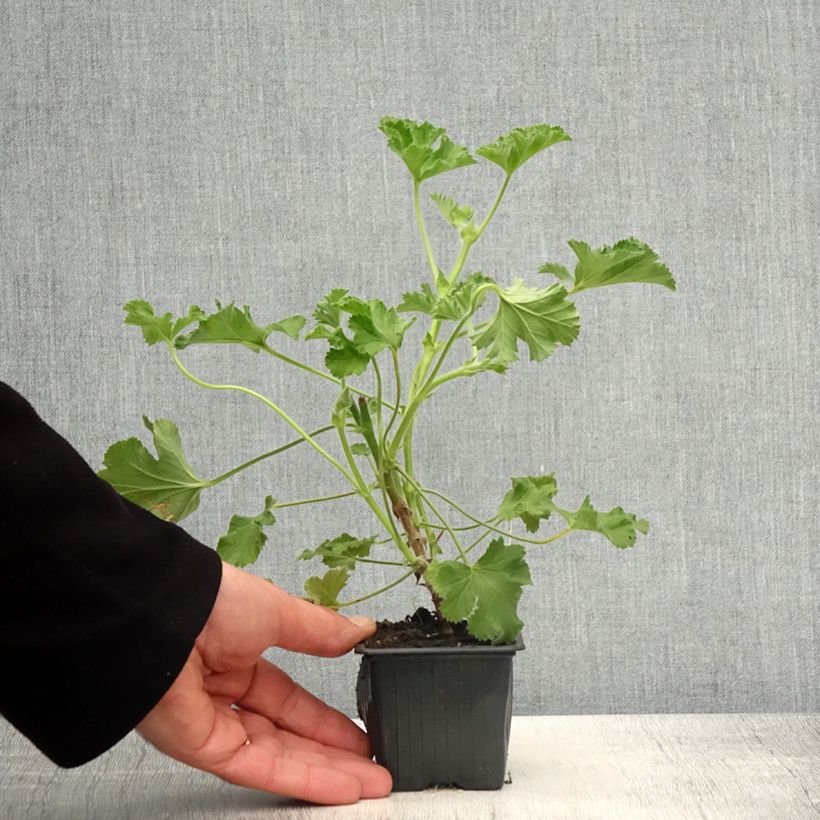 Example of Pelargonium odorant Pink Capricorn - Géranium parfum rose coriandre Godet de 8/9 cm as you get in printemps