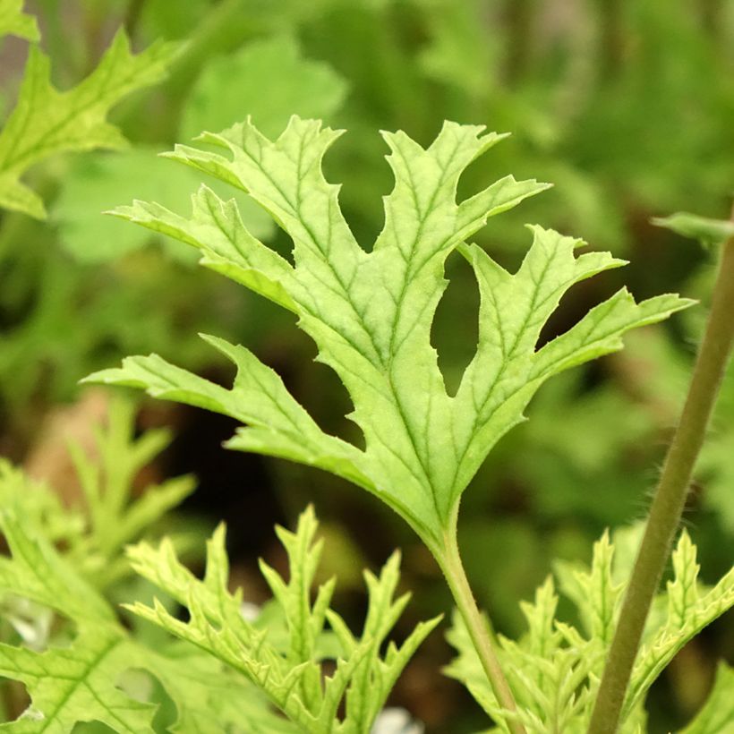 Pelargonium odorant pseudoglutinosum - Géranium botanique parfum balsamique (Feuillage)