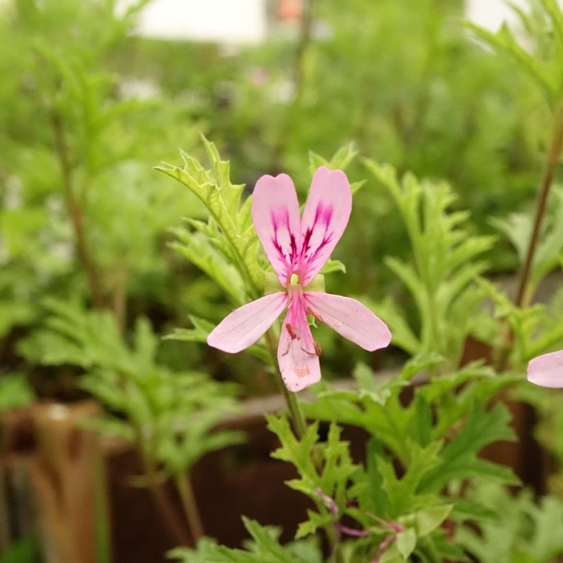 Pelargonium odorant pseudoglutinosum - Géranium botanique parfum balsamique (Floraison)