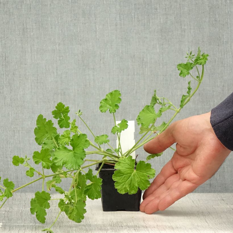 Spécimen de Pelargonium odoratissimum - Géranium botanique parfum pomme Godet de 8/9 cm tel que livré au printemps