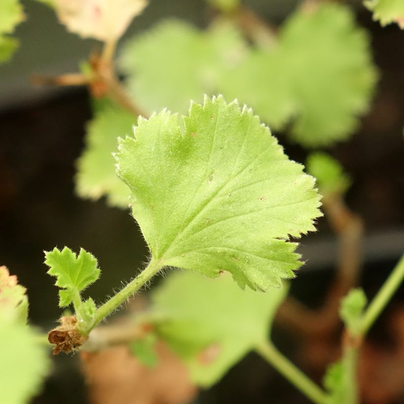 Pelargonium Prince Rupert - Géranium odorant au parfum de citron (Foliage)