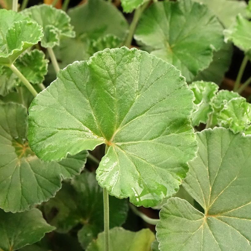 Pelargonium reiniforme x sidoides - Géranium hybride (Foliage)