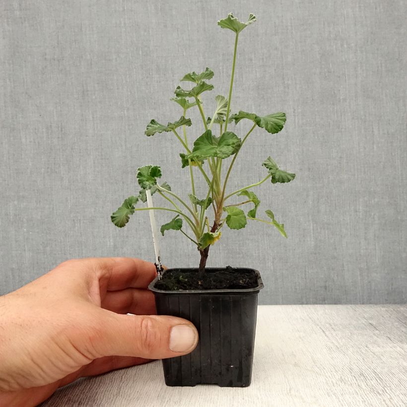 Example of Pelargonium reiniforme x sidoides - Géranium hybride Godet de 8/9 cm as you get in printemps