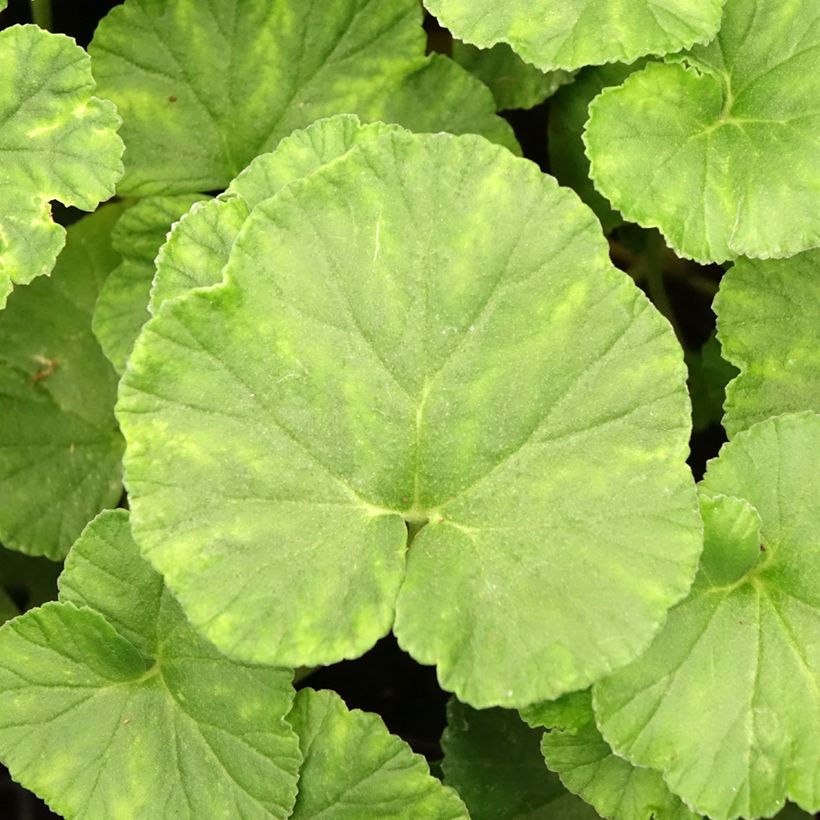 Pelargonium reniforme - Géranium botanique (Foliage)