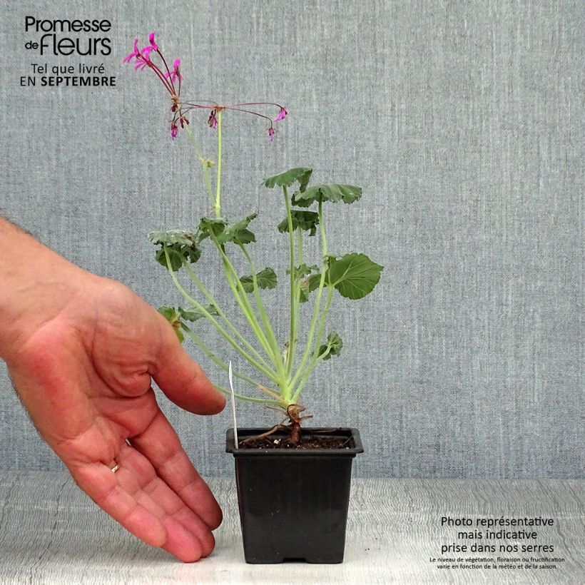 Spécimen de Pelargonium reniforme - Géranium botanique Godet de 8/9 cm tel que livré en automne