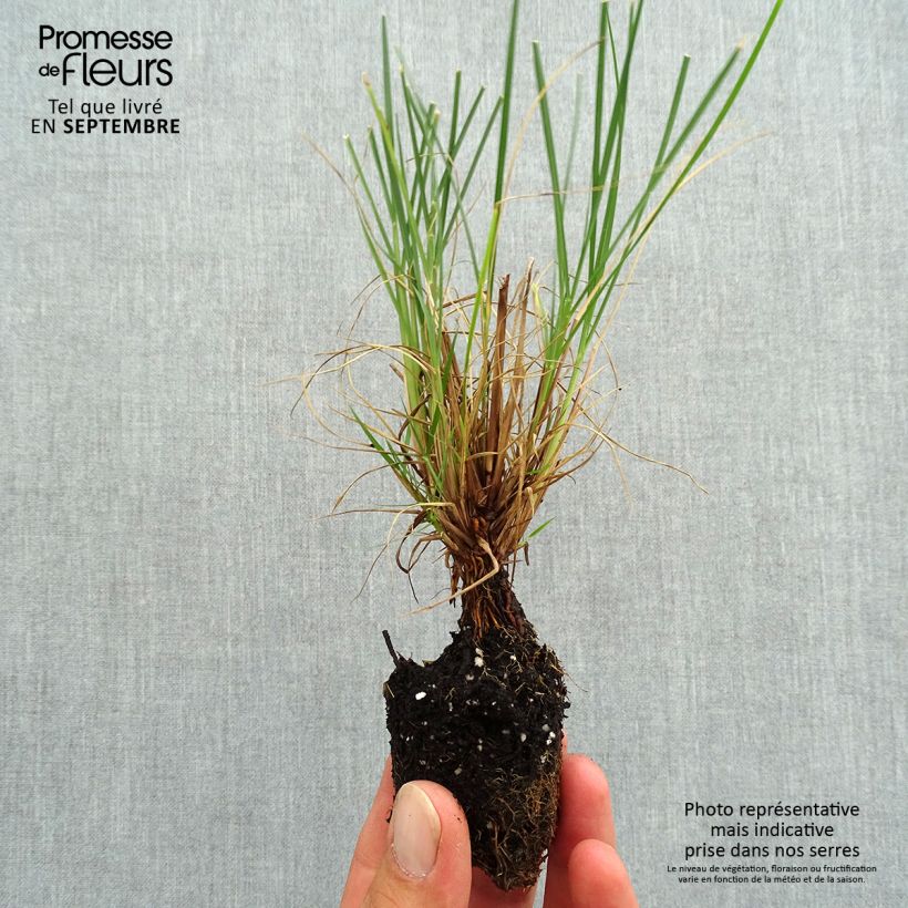 Example of Pennisetum alopecuroides Little Bunny - Herbe aux écouvillons Mini-motte Ø 3/4 cm as you get in automne