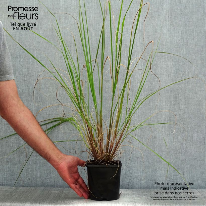Spécimen de Pennisetum alopecuroides Black Beauty - Herbe aux écouvillons Pot de 2L/3L tel que livré en été