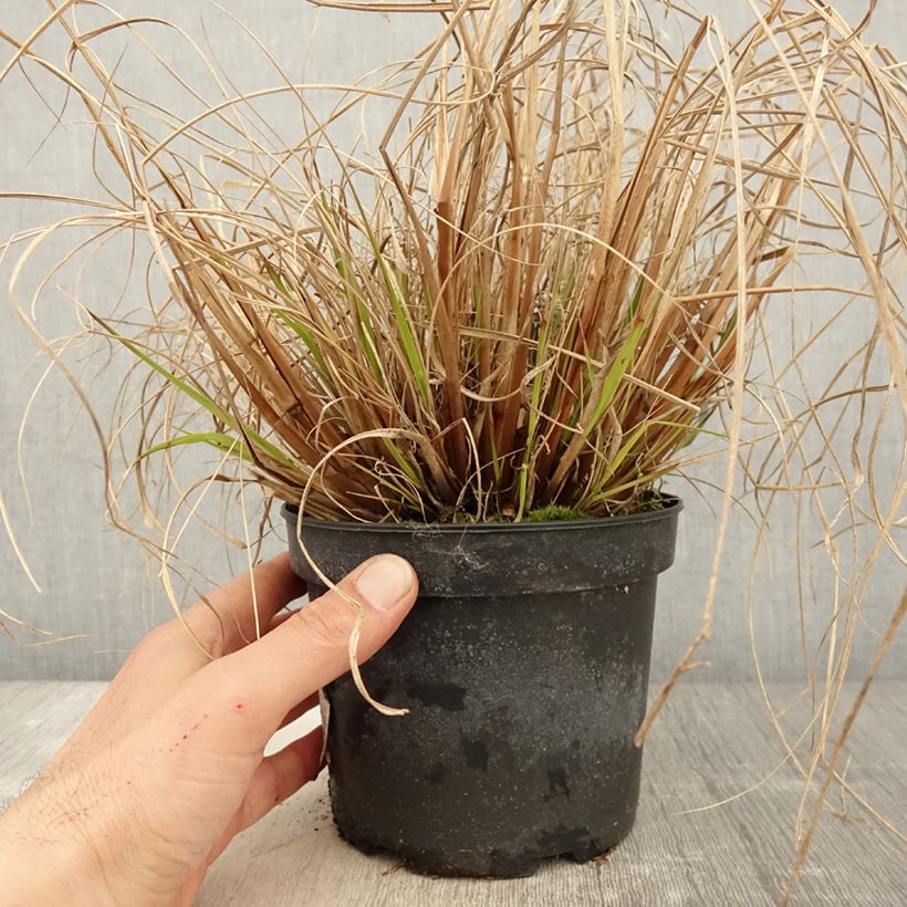 Spécimen de Pennisetum alopecuroides Cassian - Herbe aux écouvillons Pot de 2L/3L tel que livré au printemps