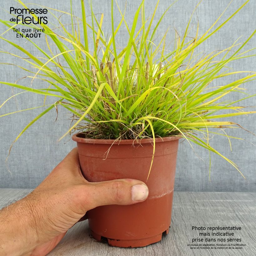 Spécimen de Pennisetum alopecuroides Hameln Gold - Herbe aux écouvillons dorée. Pot de 1L/1,5L tel que livré en été