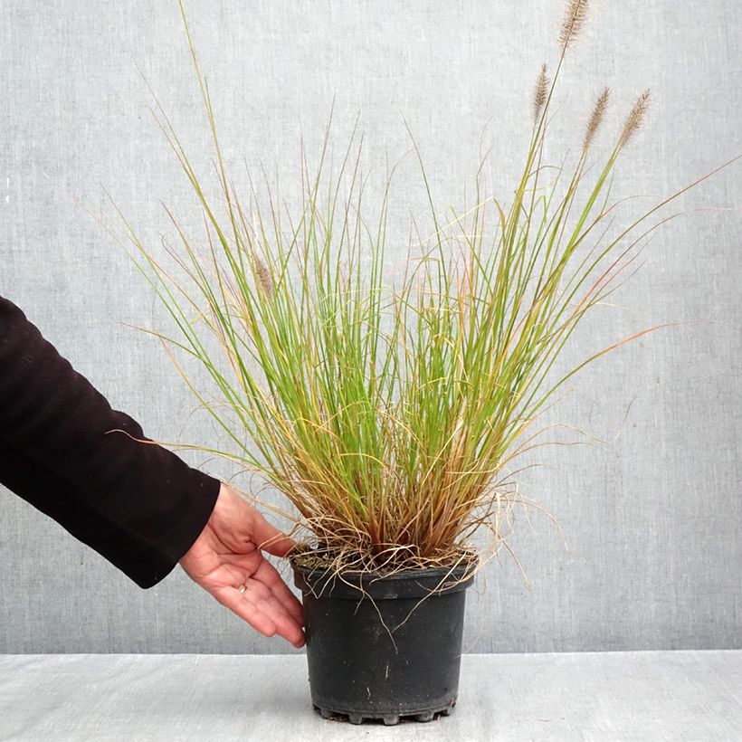 Spécimen de Pennisetum alopecuroides Hameln - Herbe aux écouvillons Pot de 3L/4L tel que livré en automne
