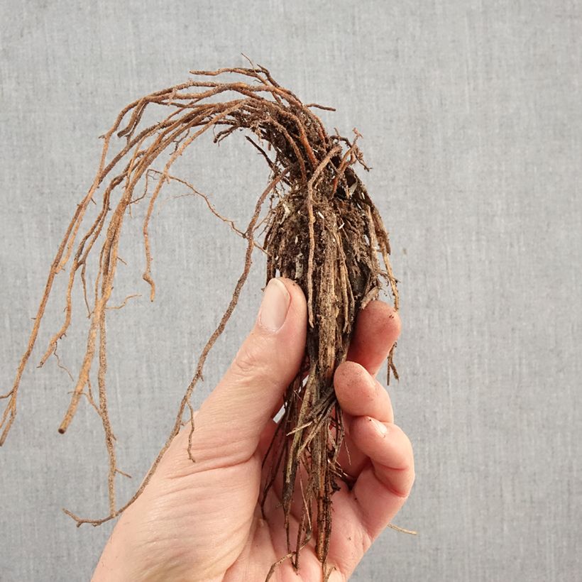 Spécimen de Pennisetum alopecuroides Hameln - Herbe aux écouvillons Racines nues tel que livré en hiver