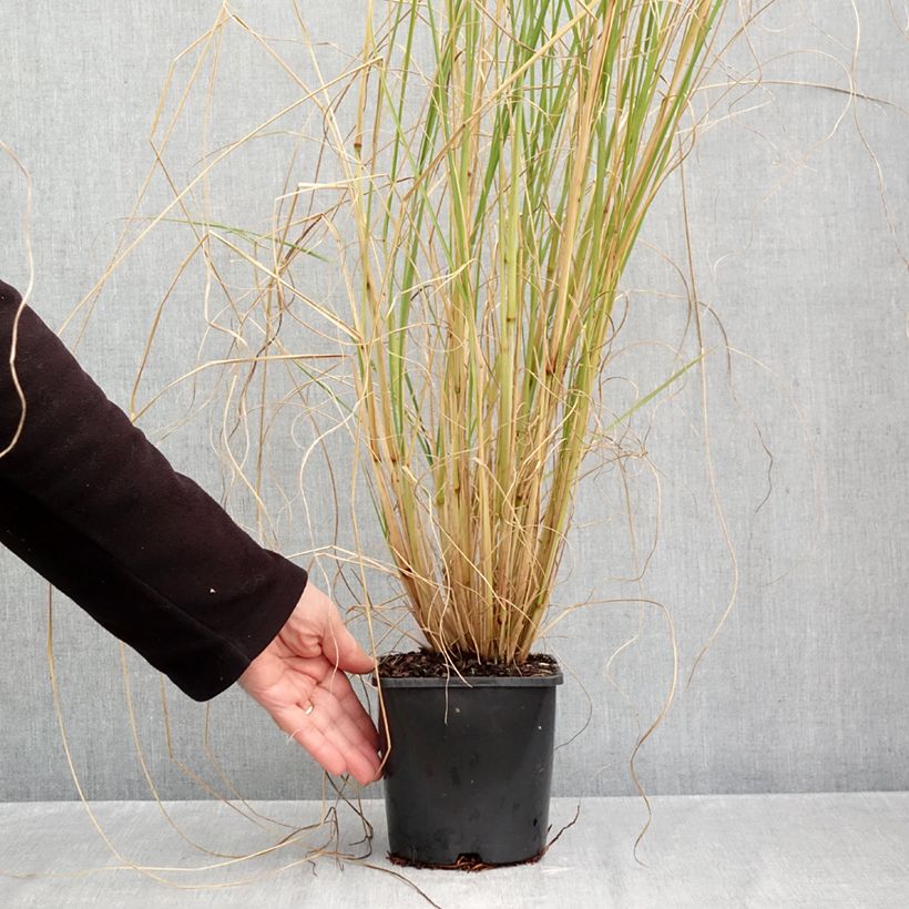 Spécimen de Pennisetum alopecuroïdes Japonicum - Herbe aux écouvillons Pot de 2L/3L tel que livré en automne