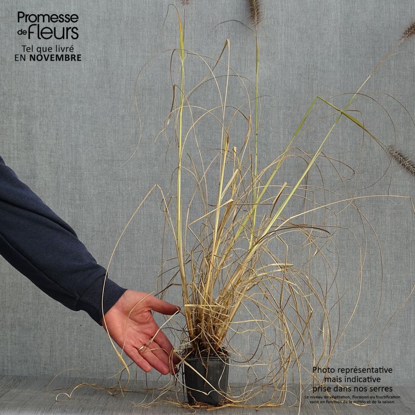Spécimen de Pennisetum alopecuroides Lepage Gold - Herbe aux écouvillons Godet de 8/9 cm tel que livré en automne