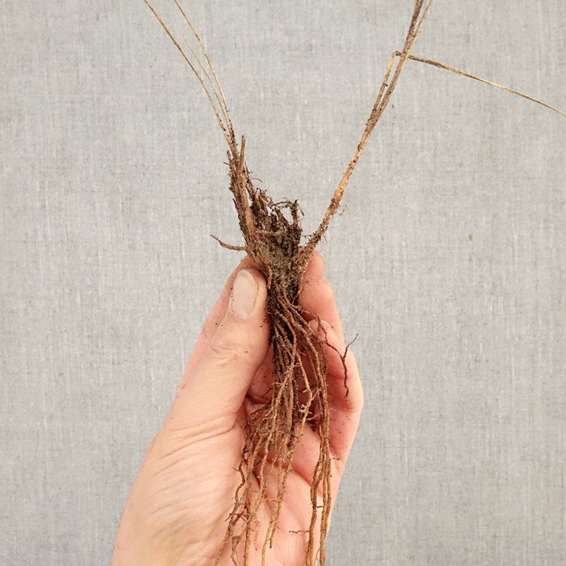 Spécimen de Pennisetum alopecuroides Little Bunny - Herbe aux écouvillons Racines nues tel que livré en hiver