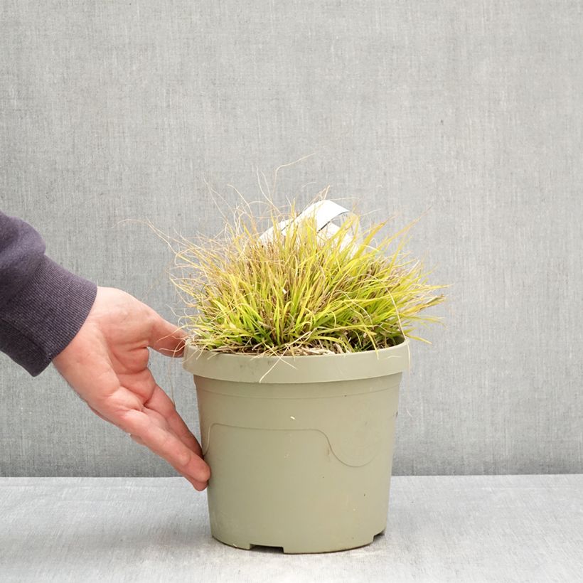 Spécimen de Pennisetum alopecuroides Lumen Gold - Herbe aux écouvillons Pot de 3L/4L tel que livré au printemps