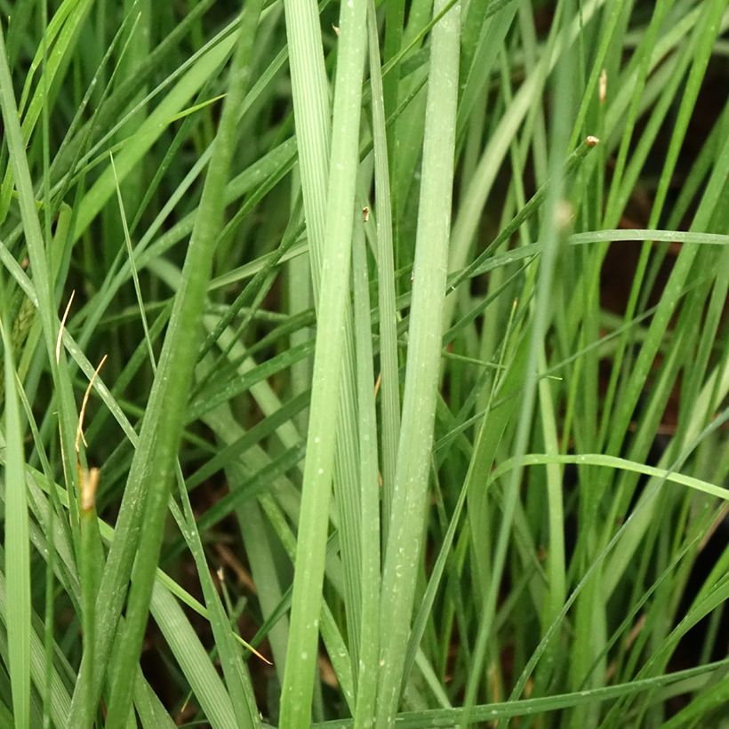 Pennisetum alopecuroïdes Moudry - Herbe aux écouvillons (Foliage)