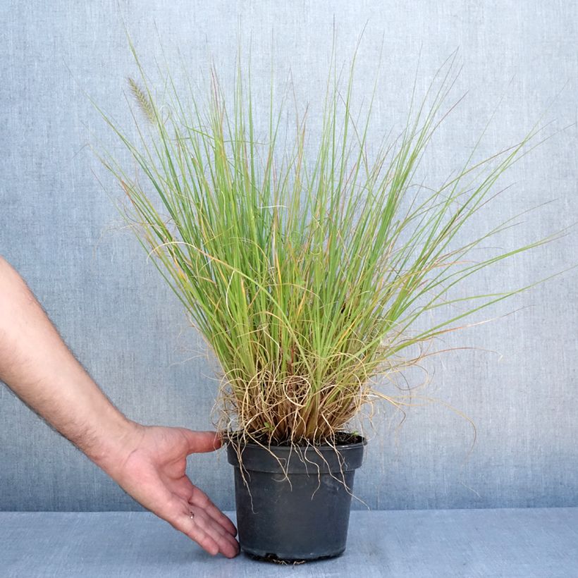 Spécimen de Pennisetum alopecuroides National Arboretum - Herbe aux écouvillons pourpres Pot de 3L/4L tel que livré en été