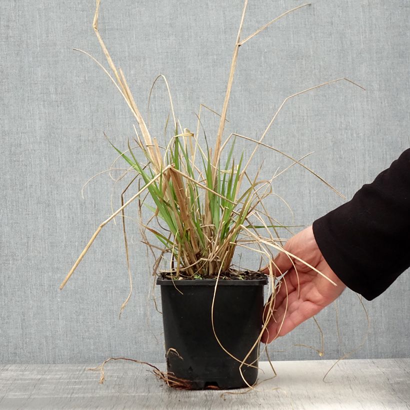 Example of Pennisetum alopecuroides Red Head - Herbe aux écouvillons Pot de 2L/3L as you get in printemps