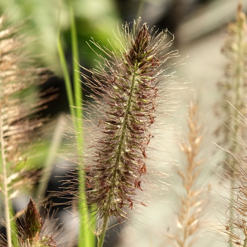 Pennisetum alopecuroides Red Head - Herbe aux écouvillons (Flowering)