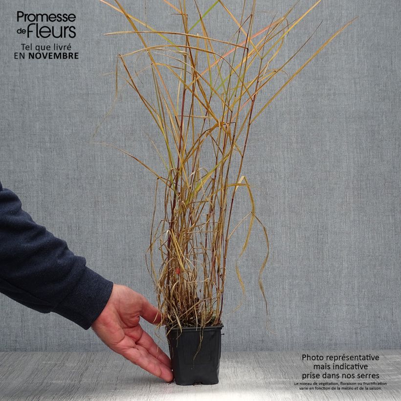 Spécimen de Pennisetum incomptum - Herbe aux écouvillons. Godet de 8/9 cm tel que livré en automne