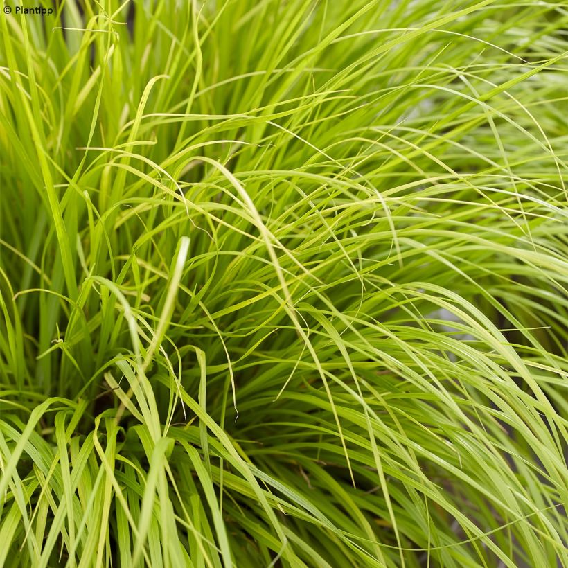 Pennisetum alopecuroides Lumen Gold - Herbe aux écouvillons (Foliage)