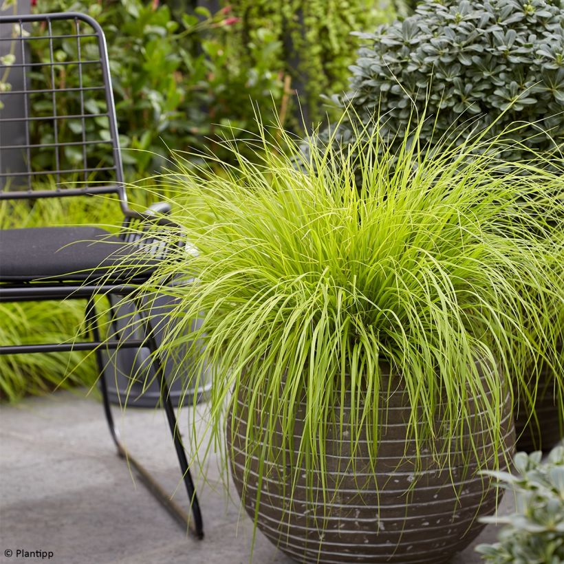 Pennisetum alopecuroides Lumen Gold - Herbe aux écouvillons (Plant habit)