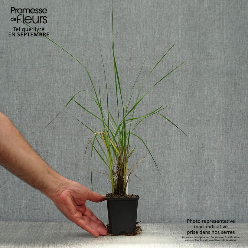 Spécimen de Pennisetum macrourum - Herbe aux écouvillons Godet de 8/9 cm tel que livré en automne
