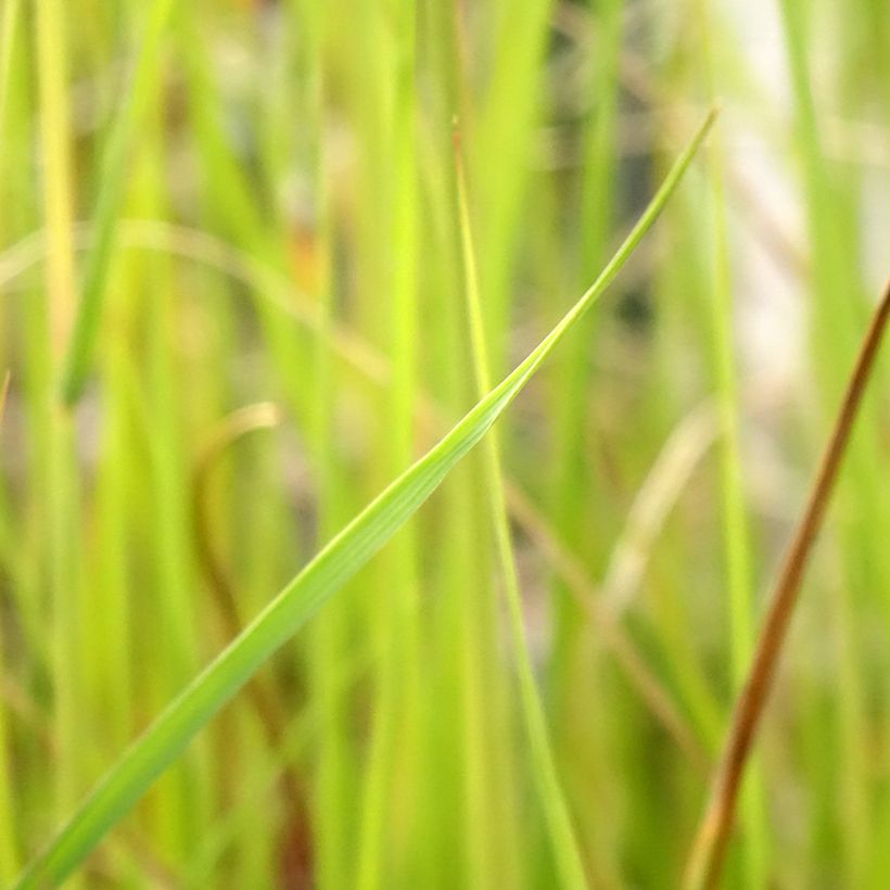 Pennisetum macrourum - Herbe aux écouvillons (Feuillage)