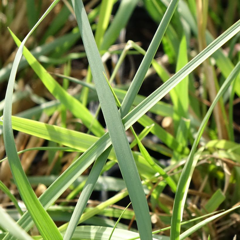 Pennisetum macrourum White Lancer - Herbe aux écouvillons (Feuillage)