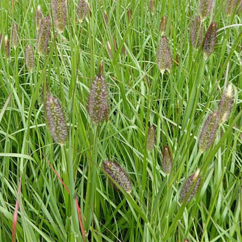 Pennisetum massaicum Red Bunny Tail (Flowering)