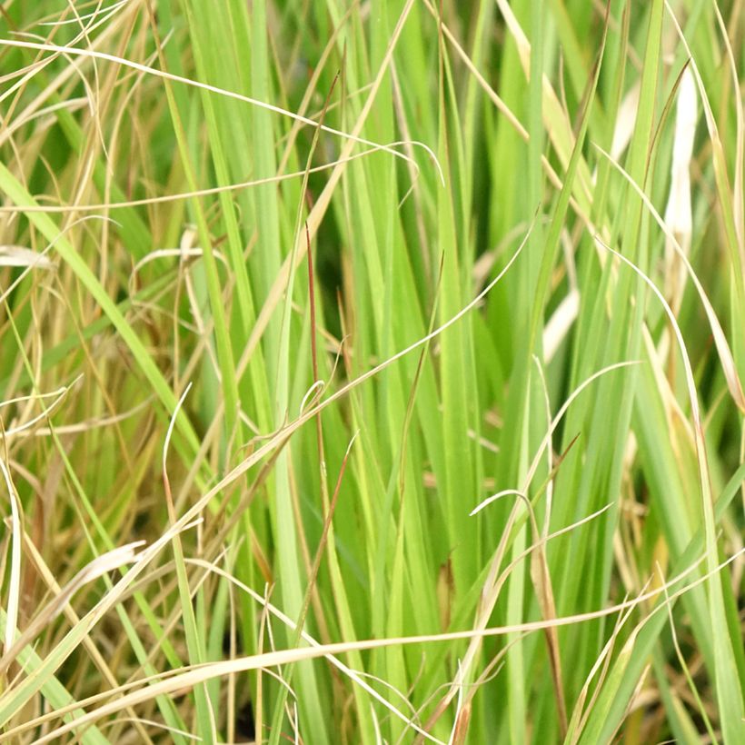 Pennisetum massaicum Red Button - Herbe aux écouvillons rouges  (Foliage)