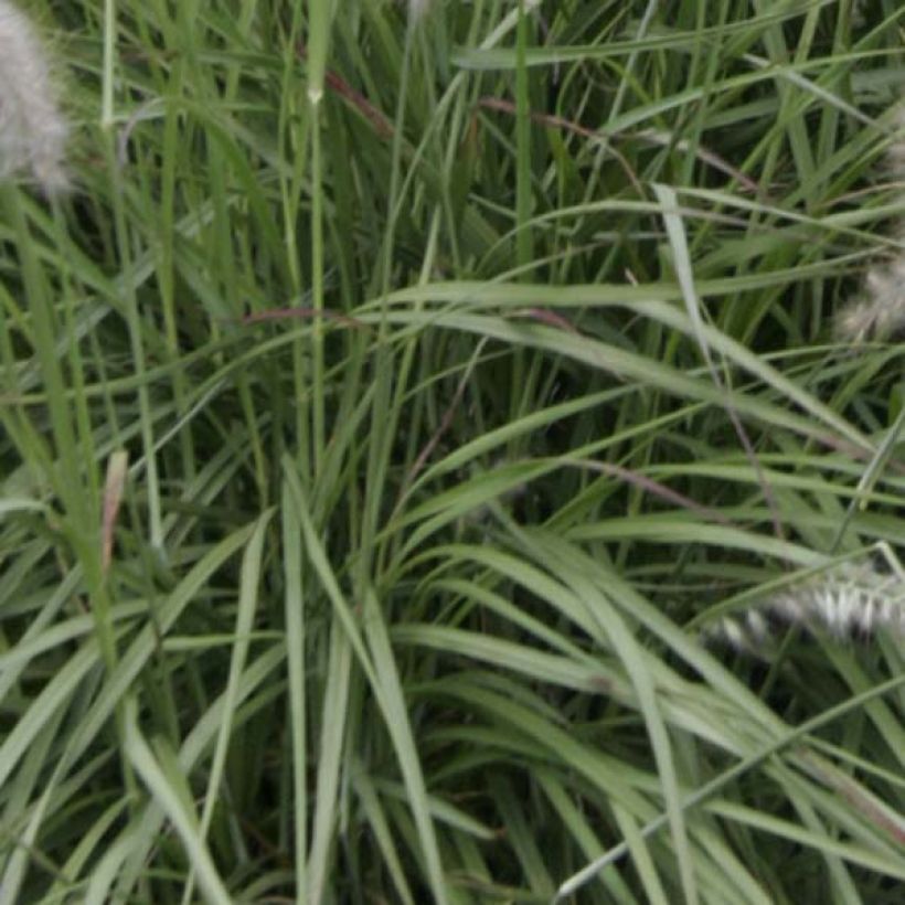 Pennisetum orientale - Herbe aux écouvillons  (Foliage)