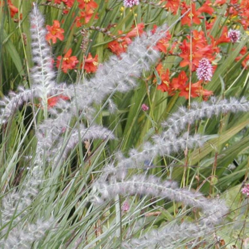 Pennisetum orientale - Herbe aux écouvillons  (Flowering)