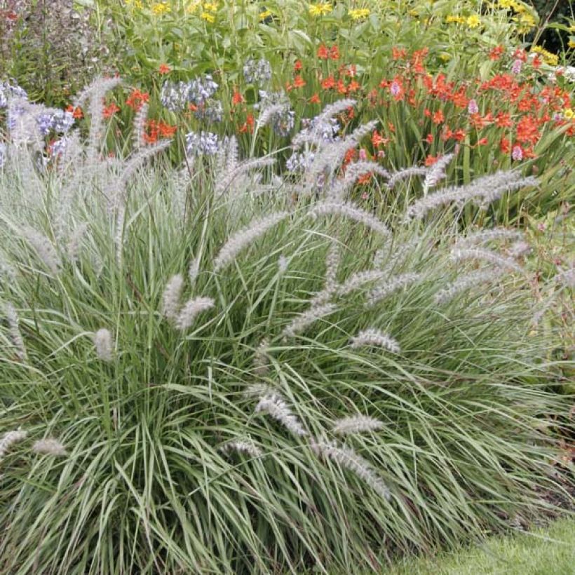 Pennisetum orientale - Herbe aux écouvillons  (Plant habit)