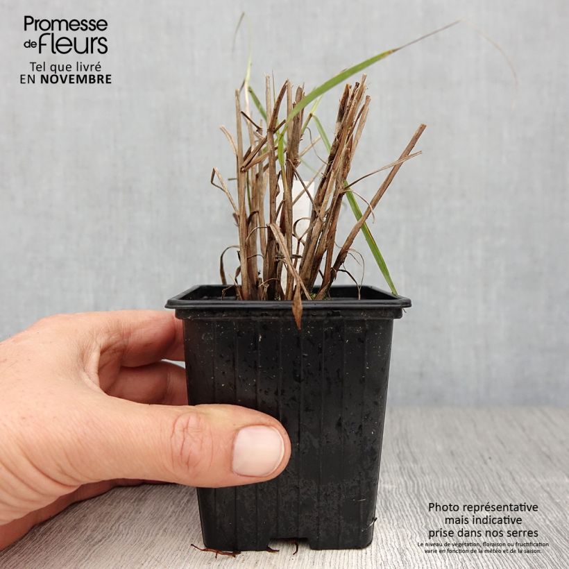 Spécimen de Pennisetum orientale JS Dance With Me - Herbe aux écouvillons Godet de 8/9 cm tel que livré en automne
