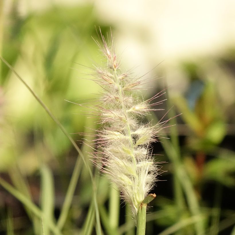 Pennisetum orientale JS Dance With Me - Herbe aux écouvillons (Flowering)