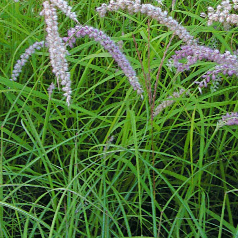 Pennisetum orientale Tall Tails - Herbe aux écouvillons blanc argenté (Foliage)