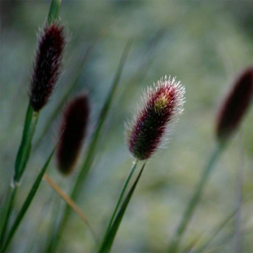 Pennisetum thunbergii - Herbe aux écouvillons pourpres (Flowering)