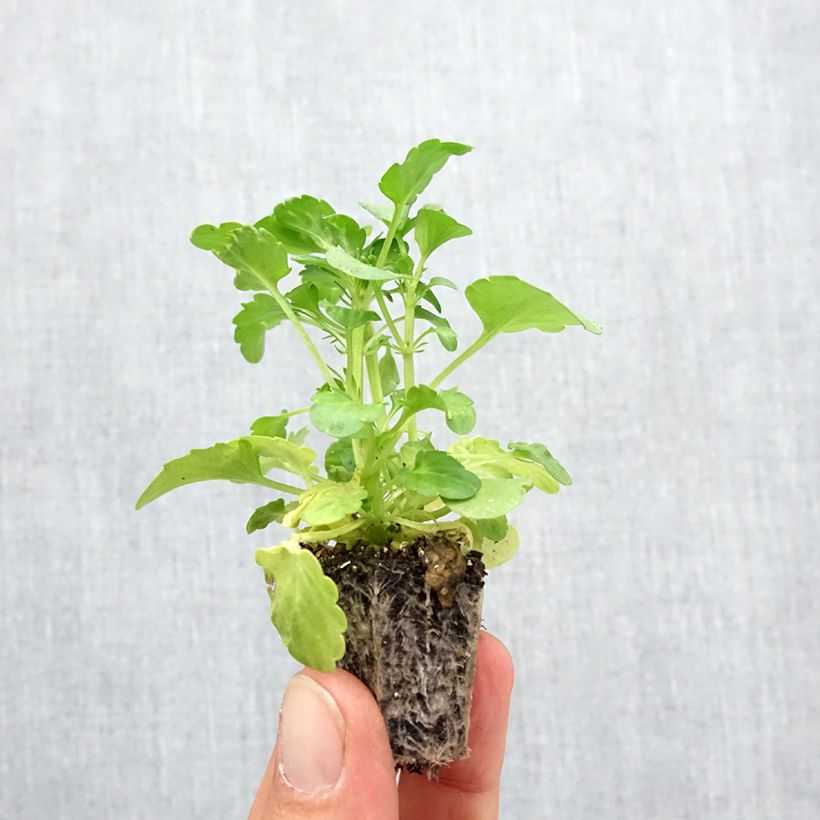 Spécimen de Pensée à fleurs ondulées Frizzle Burgundy Mini-motte - Mottes de 3,8 x 3,2 cm en plaque de culture par 16 Jardimotte : motte 3,8 cm x 3,2 cm en plaque de culture par 16, Plant vert de 5 cm de haut environ tel que livré en automne